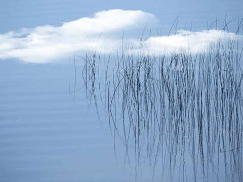 Reeds6