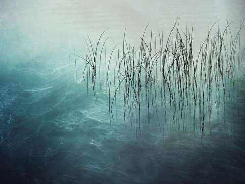 Reeds8
