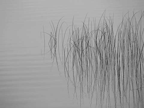 Reeds12