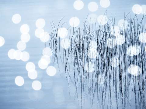 Reeds17
