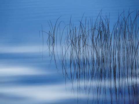 Reeds18