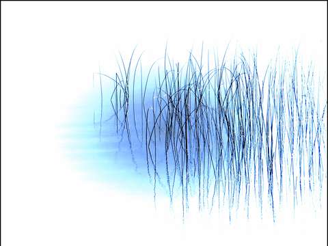 Reeds20