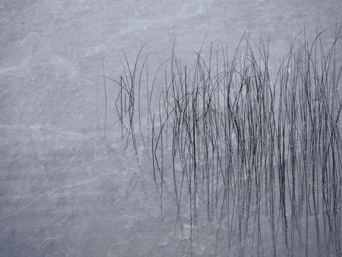 Reeds22