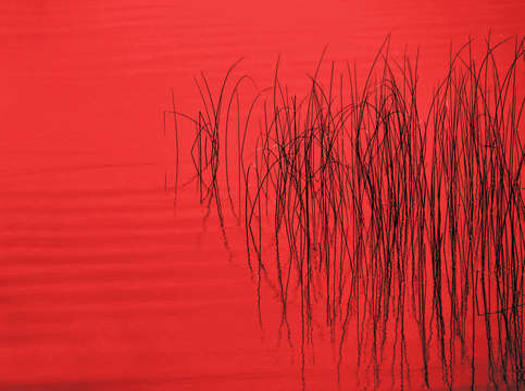 Reeds24