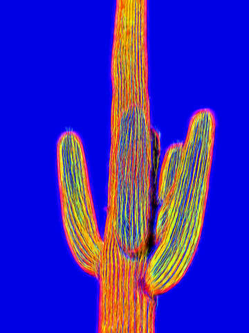 Pop Impressionist Saguaro #8