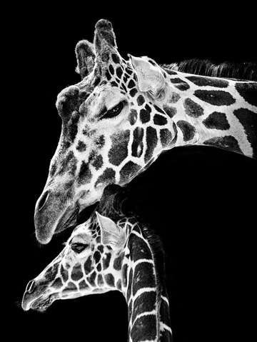 Mom and baby giraffe