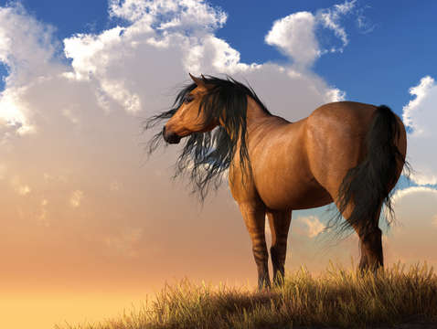 Chestnut horse