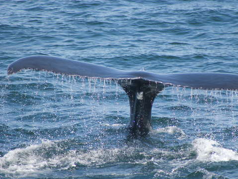 Whale tail