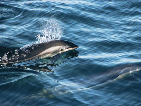 Dolphins