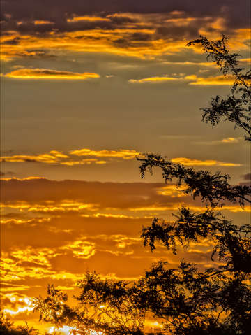 Trees clouds and sunset