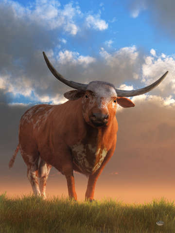 Texas longhorn