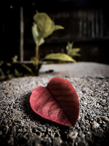 Home is where the heart is