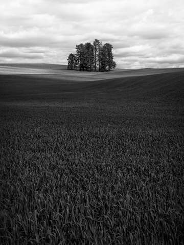 Palouse wheat