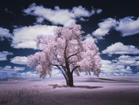 Pink cottonwood