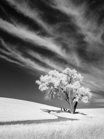 Lone tree 3