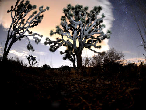 Joshua Tree