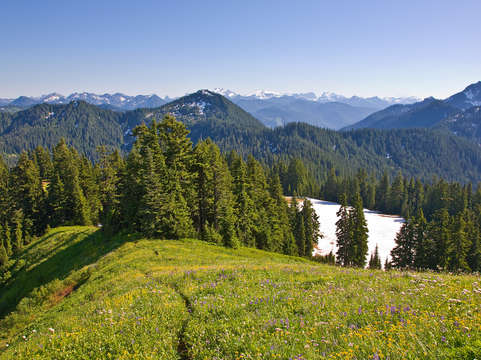 Scorpion mountain