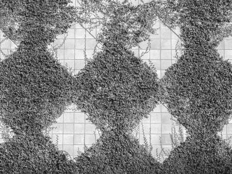 Quadrilaterals