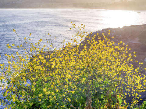Beauty above the pacific
