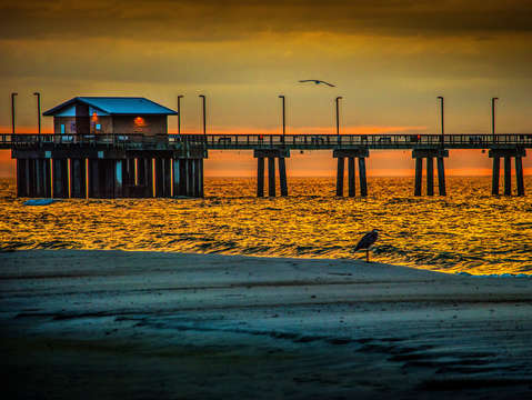 Heron in the golden glow