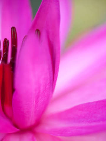 Perky pink