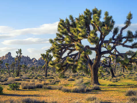 Hello from joshua tree