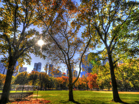 Central park 5