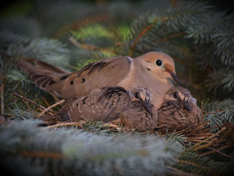 A mothers love 3