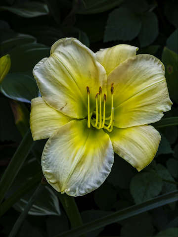 Lily 8