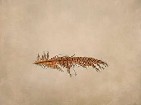 Feather 2 2