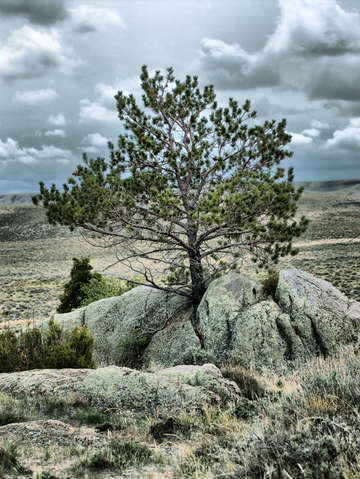 Determination 2