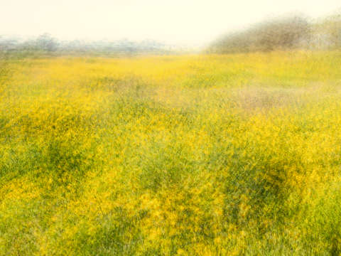 Field of yellow