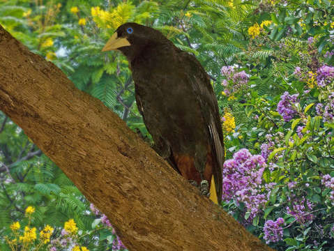 Oropendola on a limb
