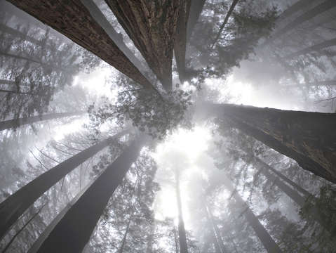 Foggy redwoods