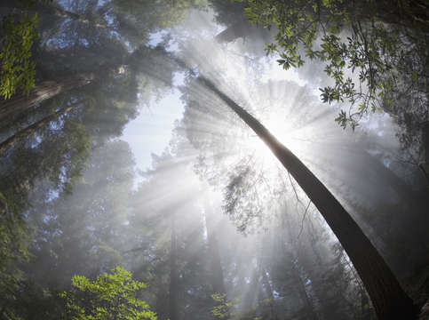 Redwood rays