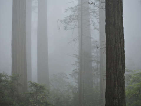 Redwood mist