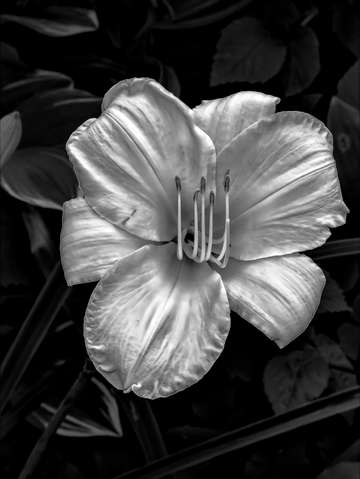 Lily 9