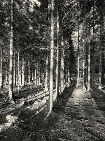 Irish wood