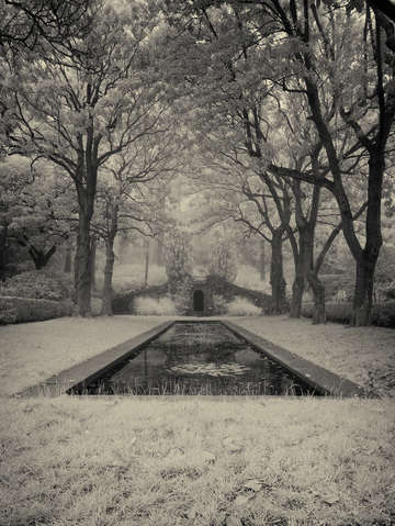 Six magnolia trees