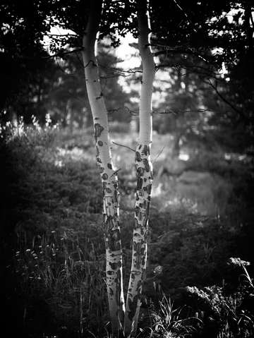 Two aspens 2