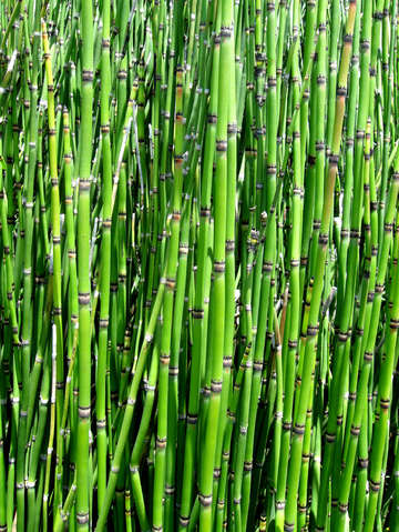 Horsetails 1