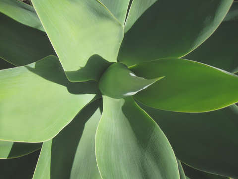 Cacti 2