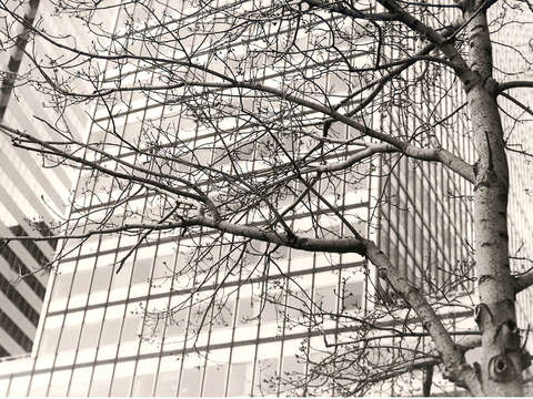 New york city trees and building 2
