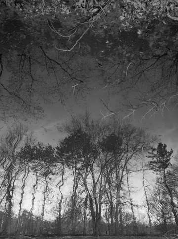 Trees 8