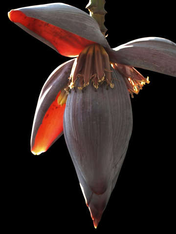 Banana bud 5