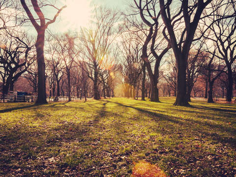 Sun trees