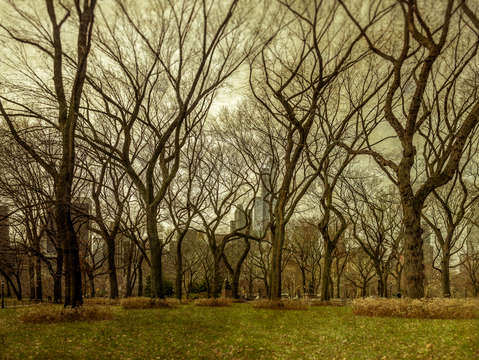 Tree abstract