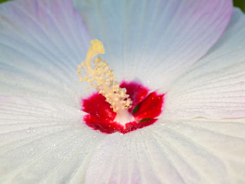 Hibiscus dancer