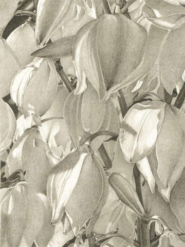 Blossom 4