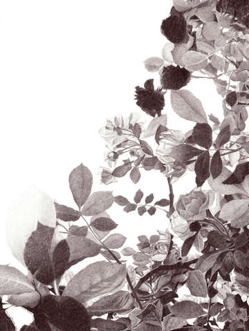 Roses in twilight